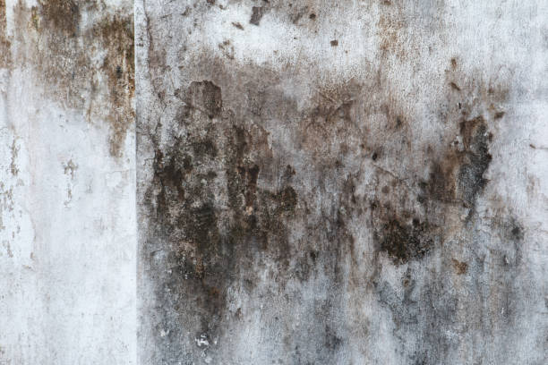 Best Post-Remediation Verification Testing  in West Hazleton, PA