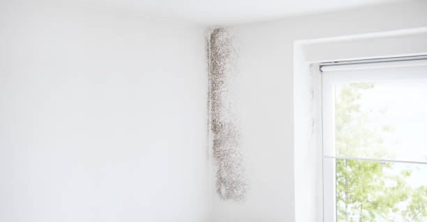 Reliable West Hazleton, PA Mold Removal Solutions