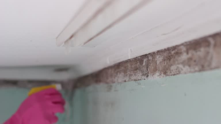 Best Real Estate Mold Inspection  in West Hazleton, PA